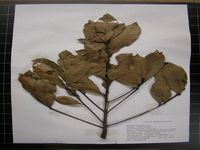 Herbarium sample